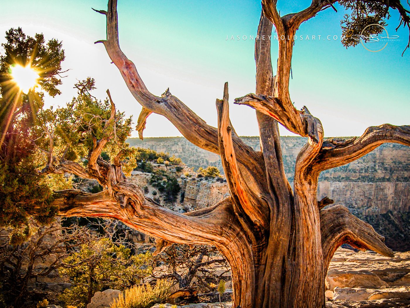 Twisted juniper at sunrise overlooking a desert canyon.
