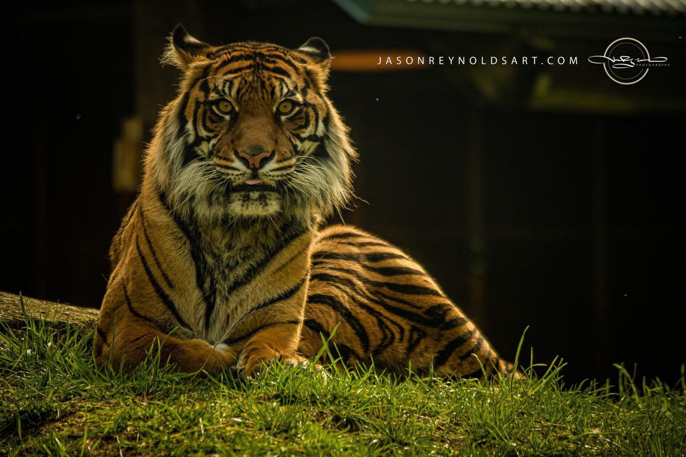 Adult tiger reclining on grassy mound