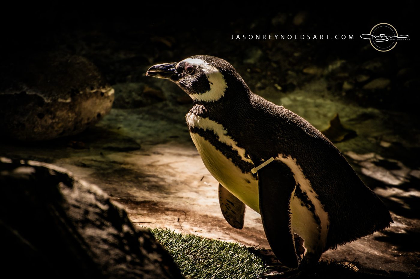 African Penguin — Side Profile Portrait