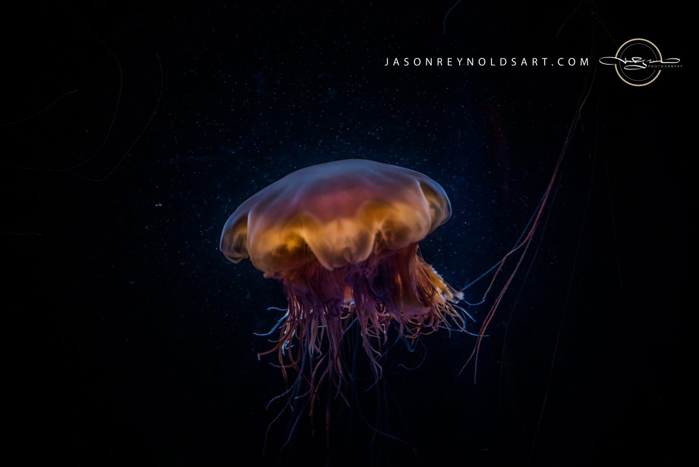 Amber Jellyfish with Trailing Tentacles