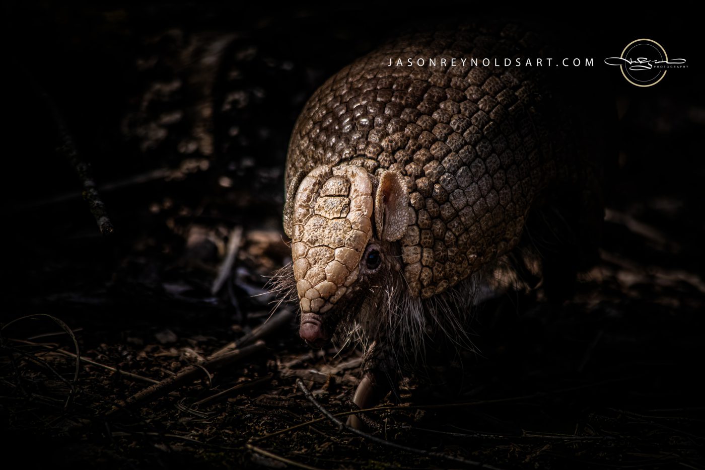 Armadillo Close-Up on Leaf Litter