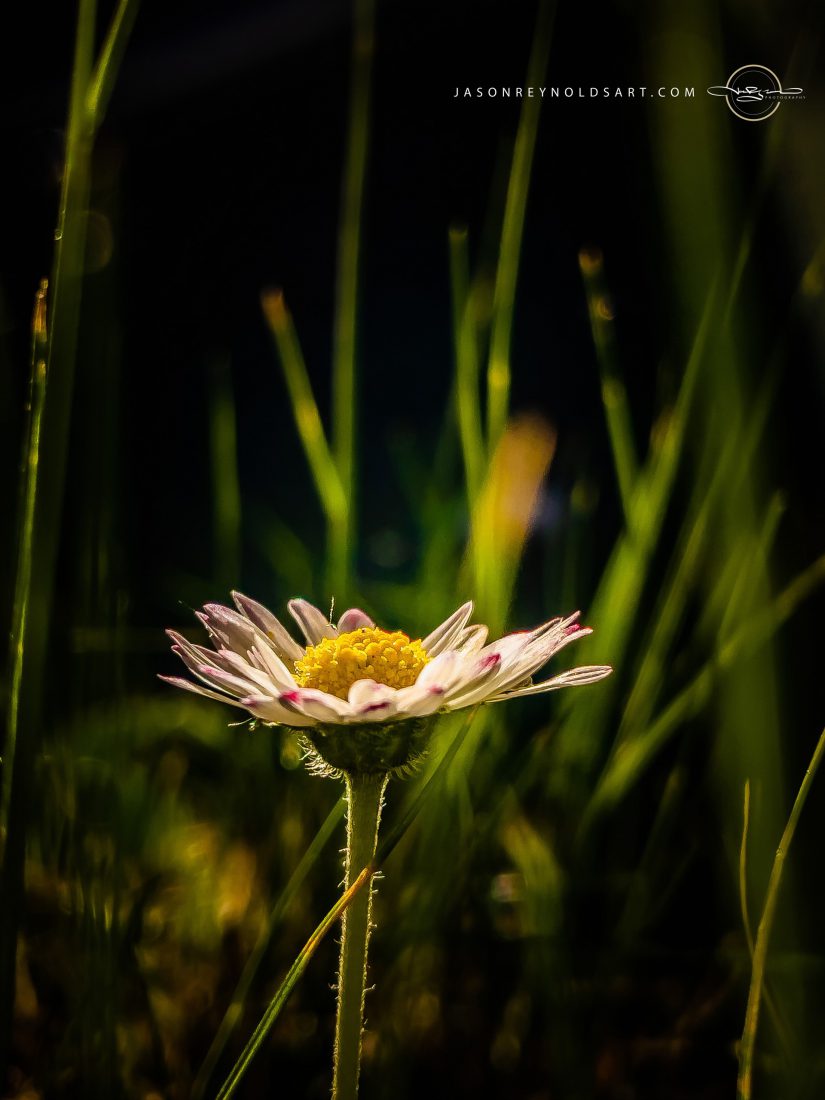 Backlit Daisy in Tall Grass