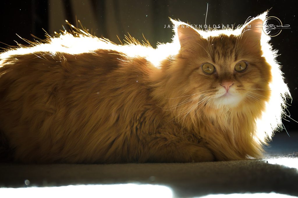 Backlit ginger longhair cat with golden rim light
