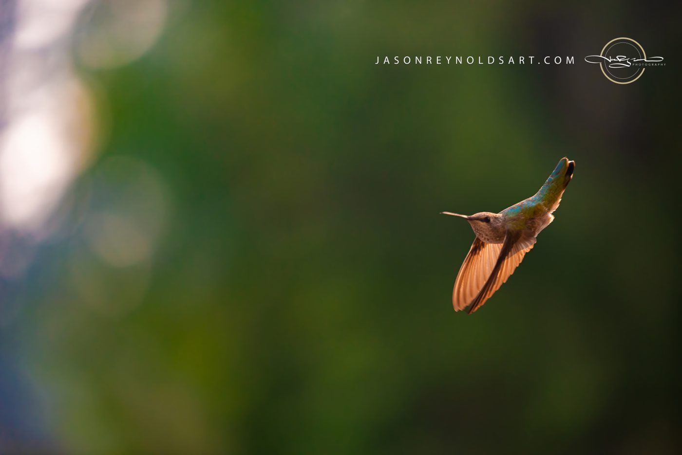 Backlit Hummingbird in Flight
