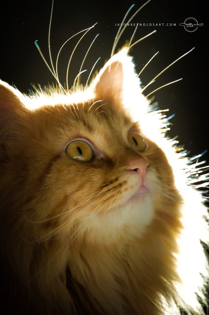 Backlit Orange Longhair Cat Portrait