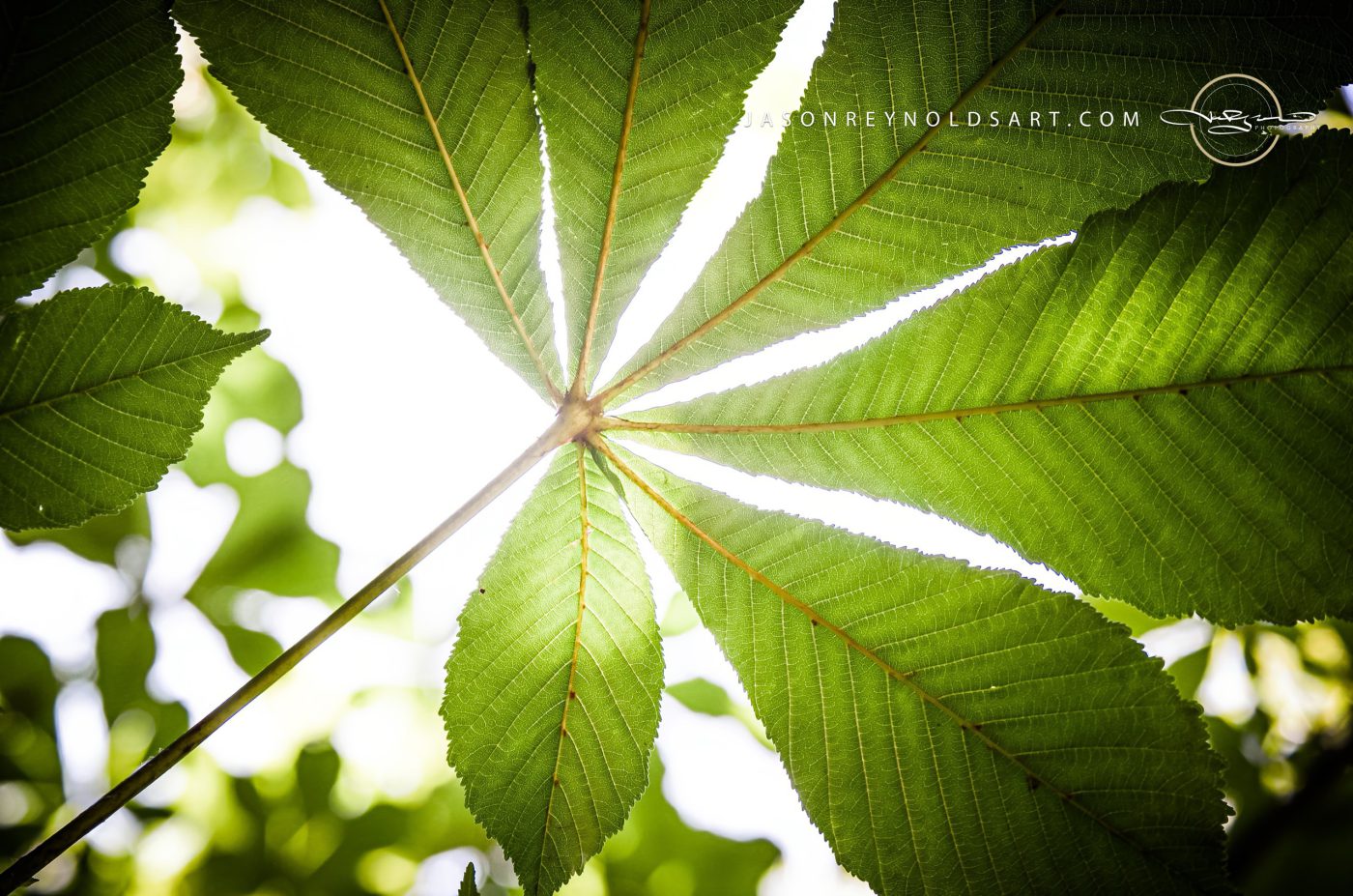 Backlit Palmate Leaf — Radiant Green Underside