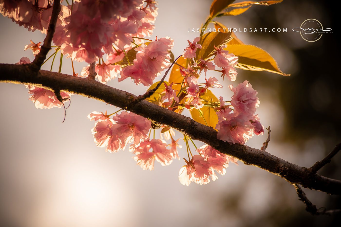 Backlit Pink Cherry Blossoms on a Branch