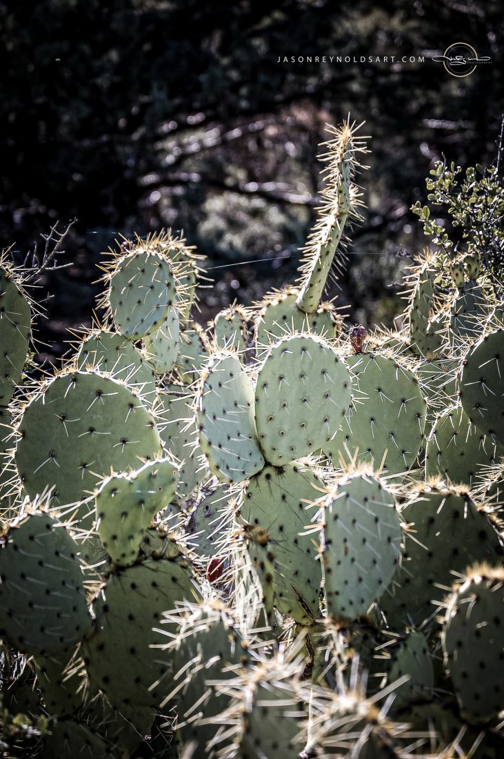 Backlit Prickly Pear Cactus Cluster