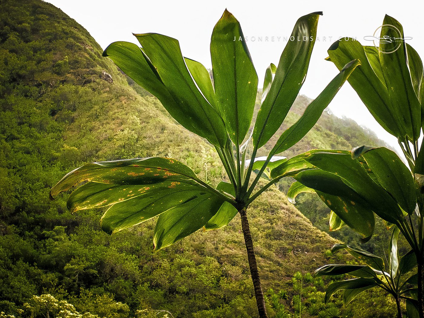 Backlit Tropical Leaves in ʻĪao Valley