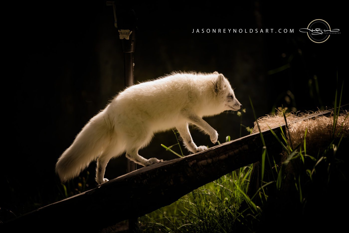 Backlit White Fox on Slanted Log