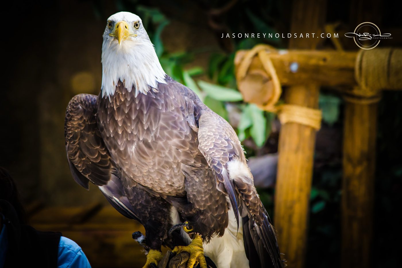 Bald Eagle Close-Up Portrait