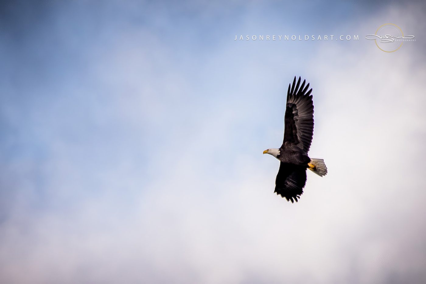 Bald Eagle in Flight