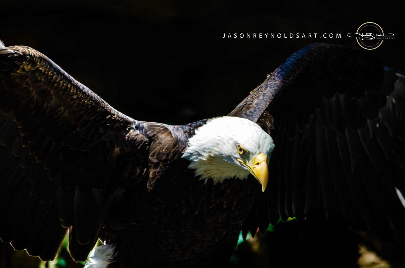 Bald Eagle — Low‑Key Portrait with Wings Outstretched