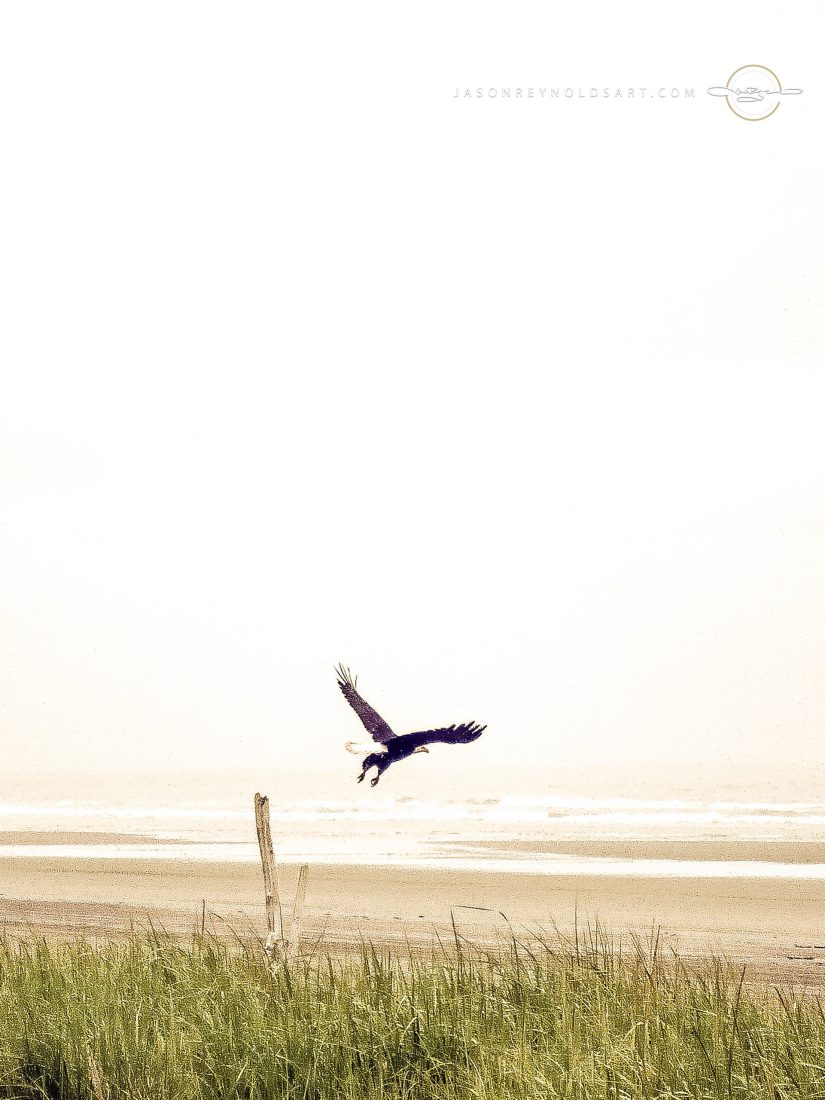 Bald Eagle Over Grayland Beach