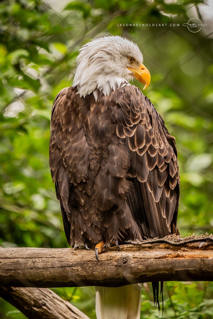 Bald Eagle Perched — Close Portrait