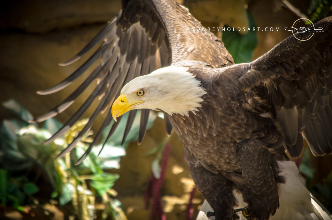 Bald Eagle with Wings Partially Spread
