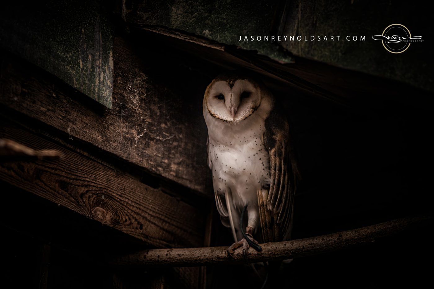 Barn Owl Perched on Wooden Beam