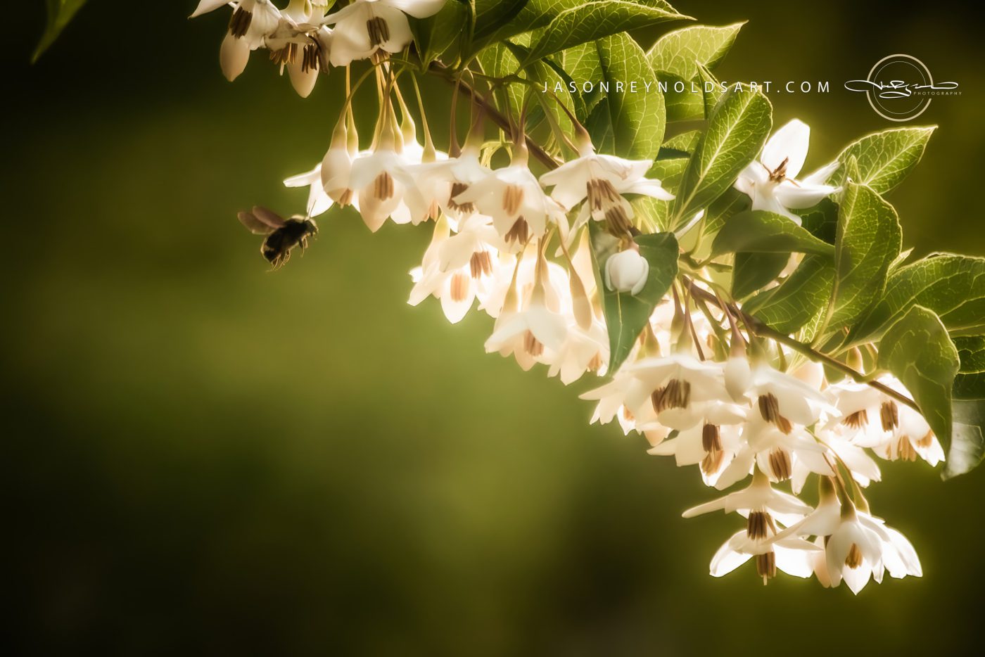 Bee and White Bell Blossoms