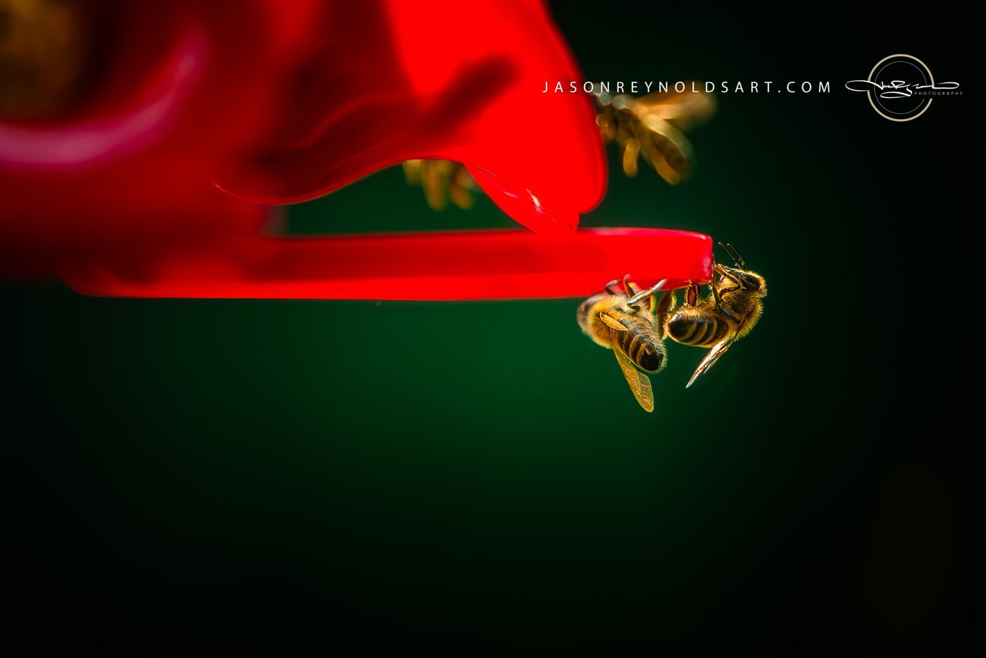 Bees Feeding on Red Feeder