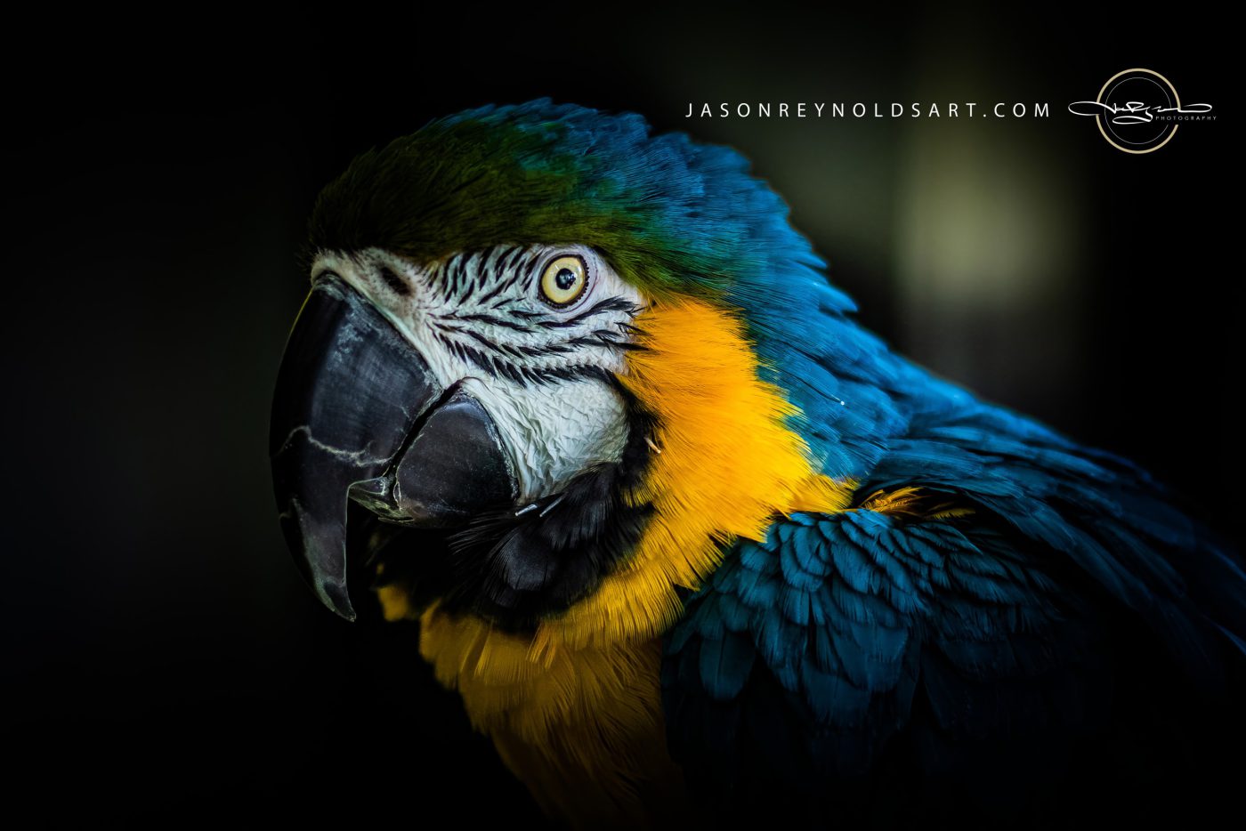 Blue-and-Gold Macaw Portrait