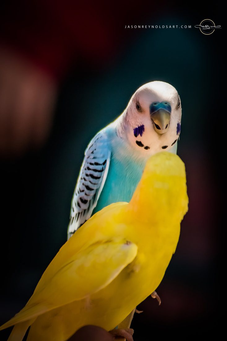 Blue-and-White Budgerigar with Canary Yellow Companion