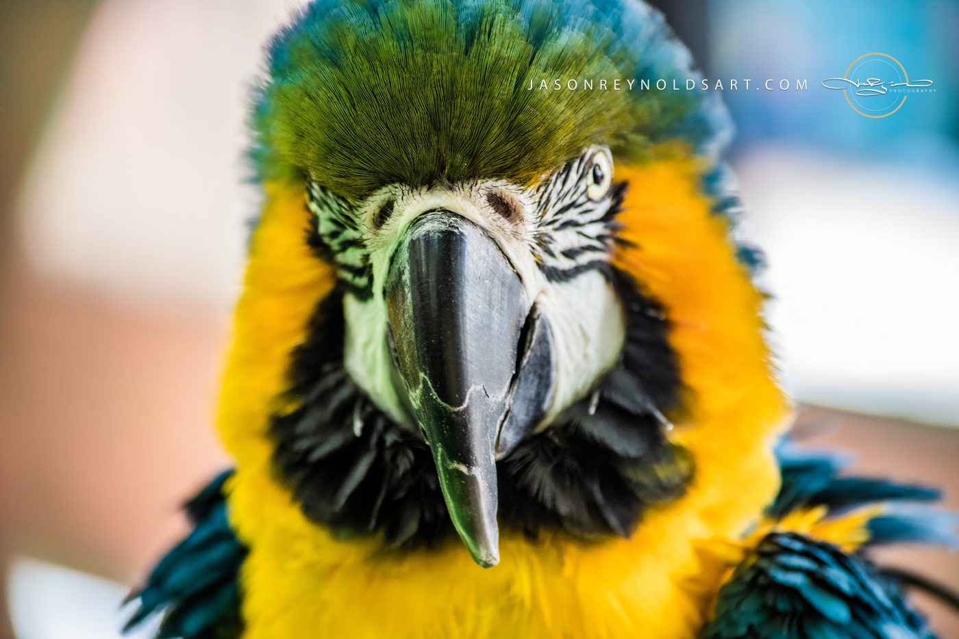 Blue-and-yellow Macaw Head Portrait