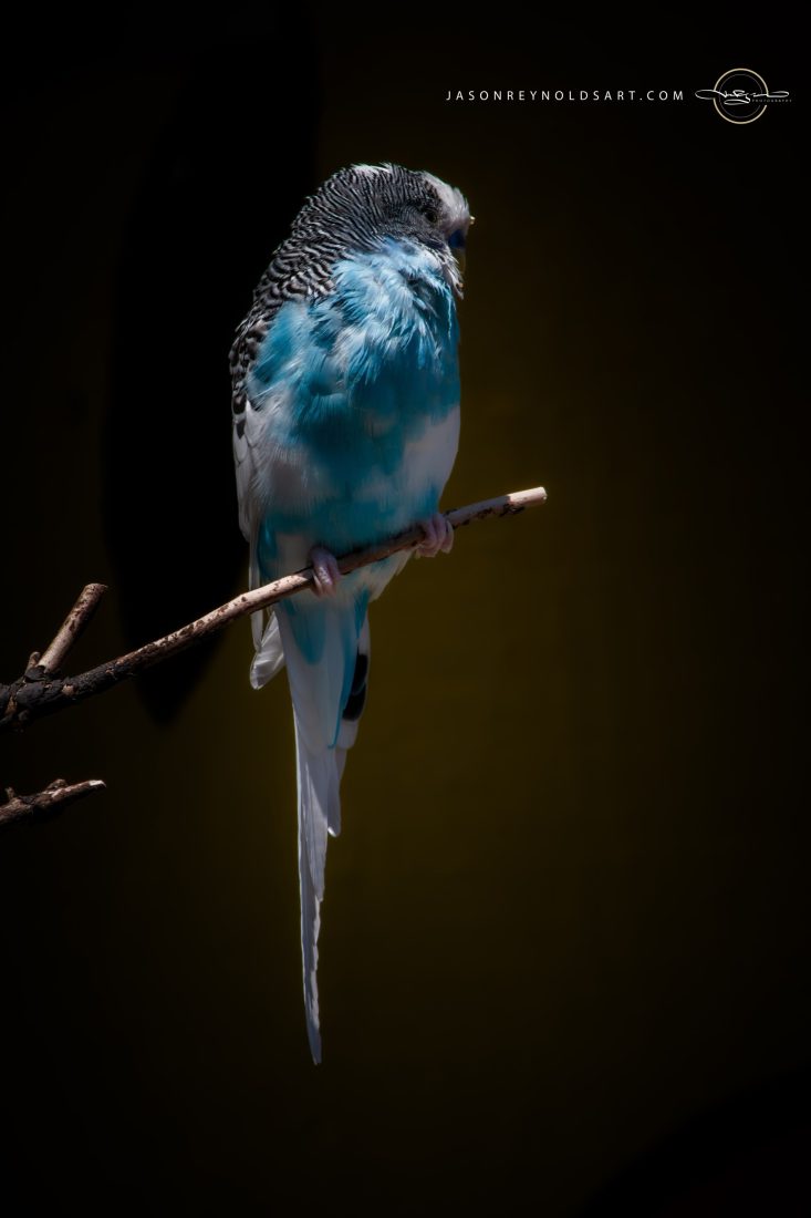 Blue Budgerigar Perched on a Branch
