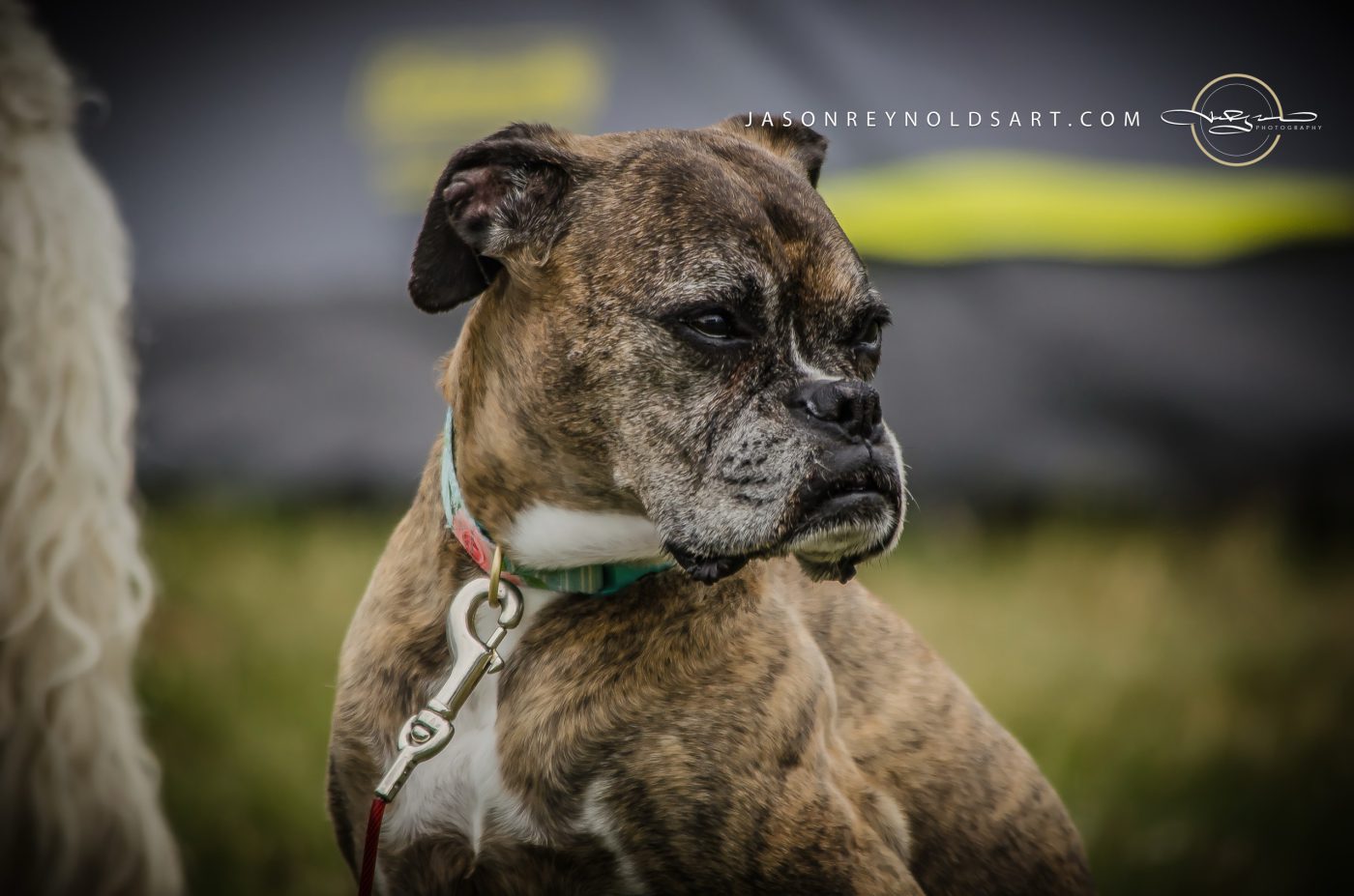 Brindle boxer portrait, three-quarter profile