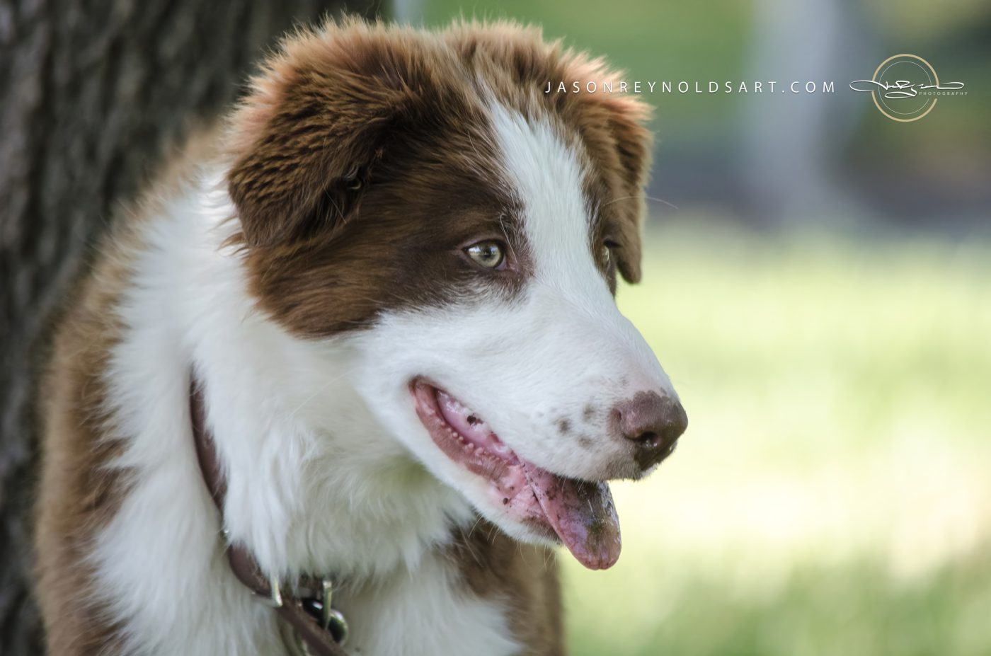 Brown-and-White Puppy Portrait