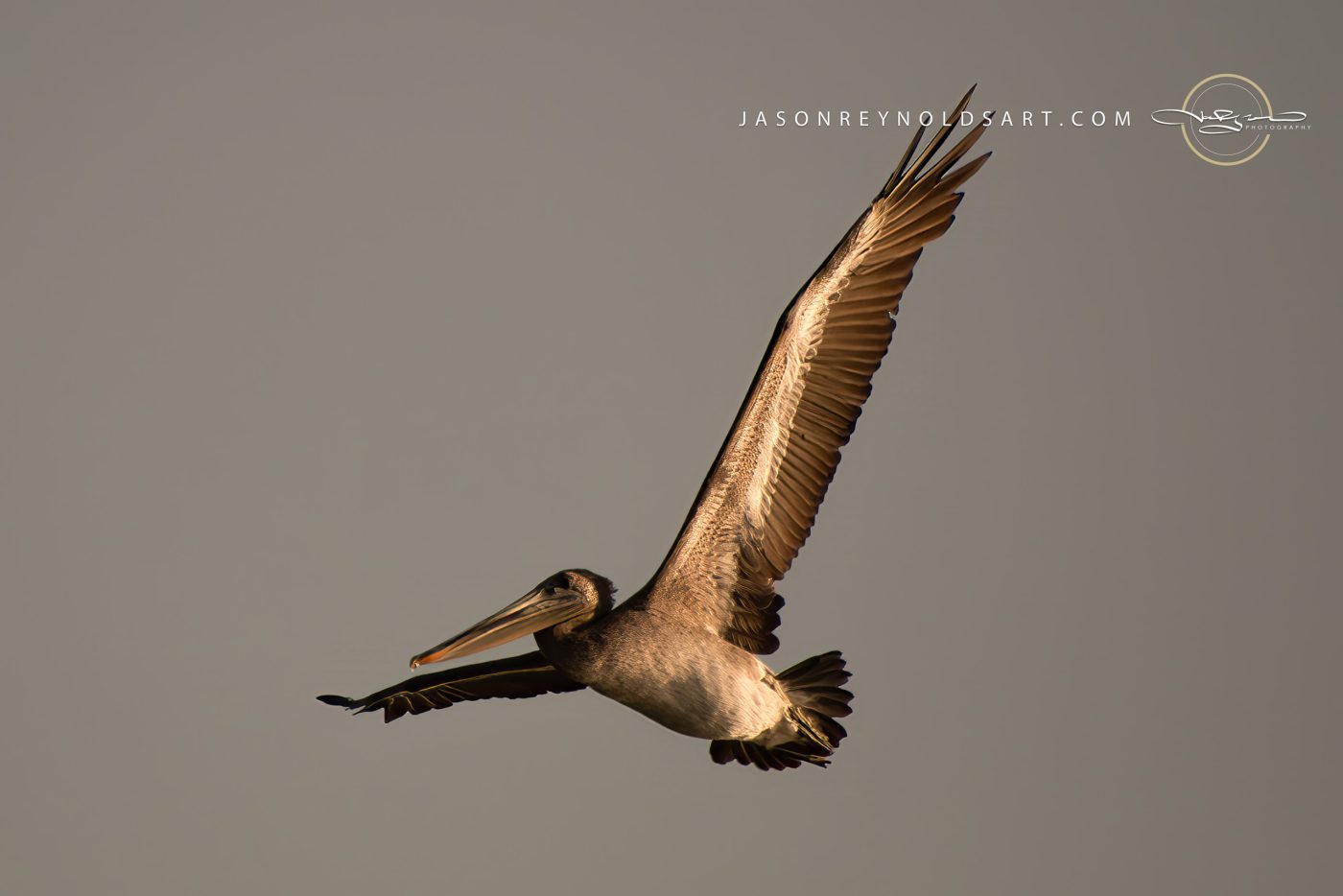 Brown Pelican in Flight