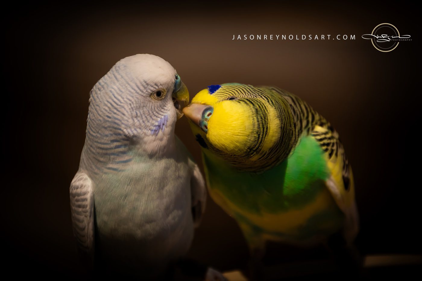Budgerigars Nuzzling — Yellow-Green and Pale Blue Parakeet Pair