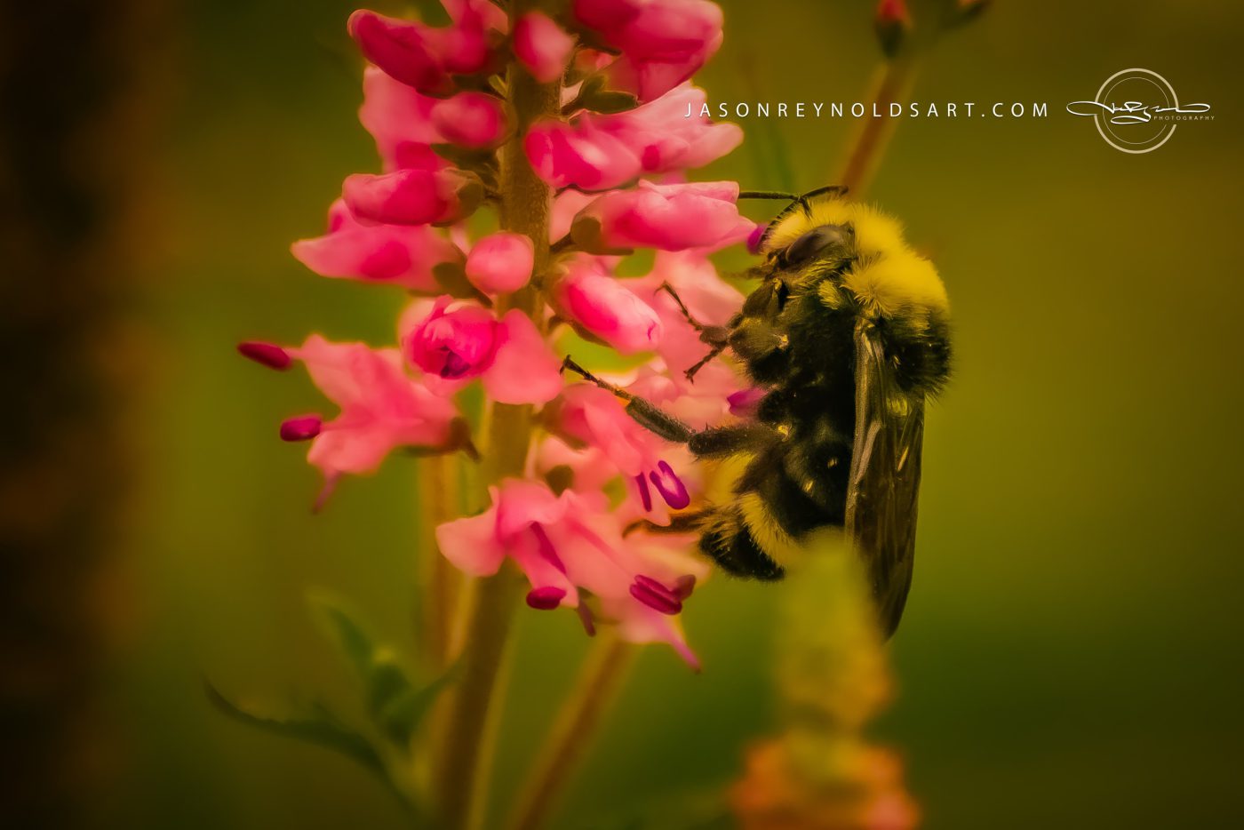 Bumblebee on Pink Wildflower