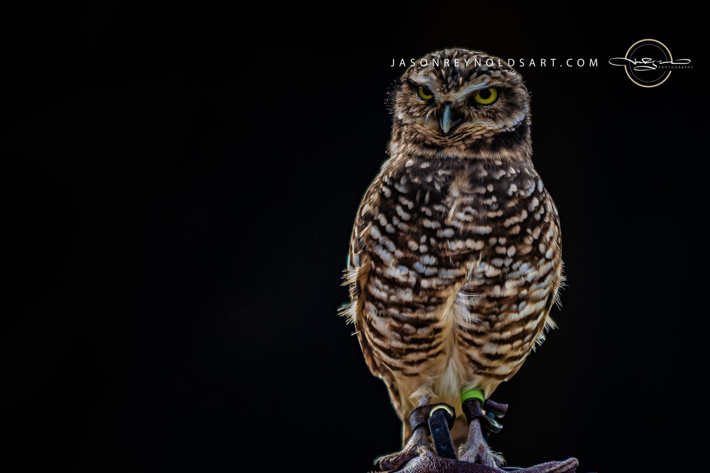 Burrowing Owl on Perch — High-Contrast Portrait