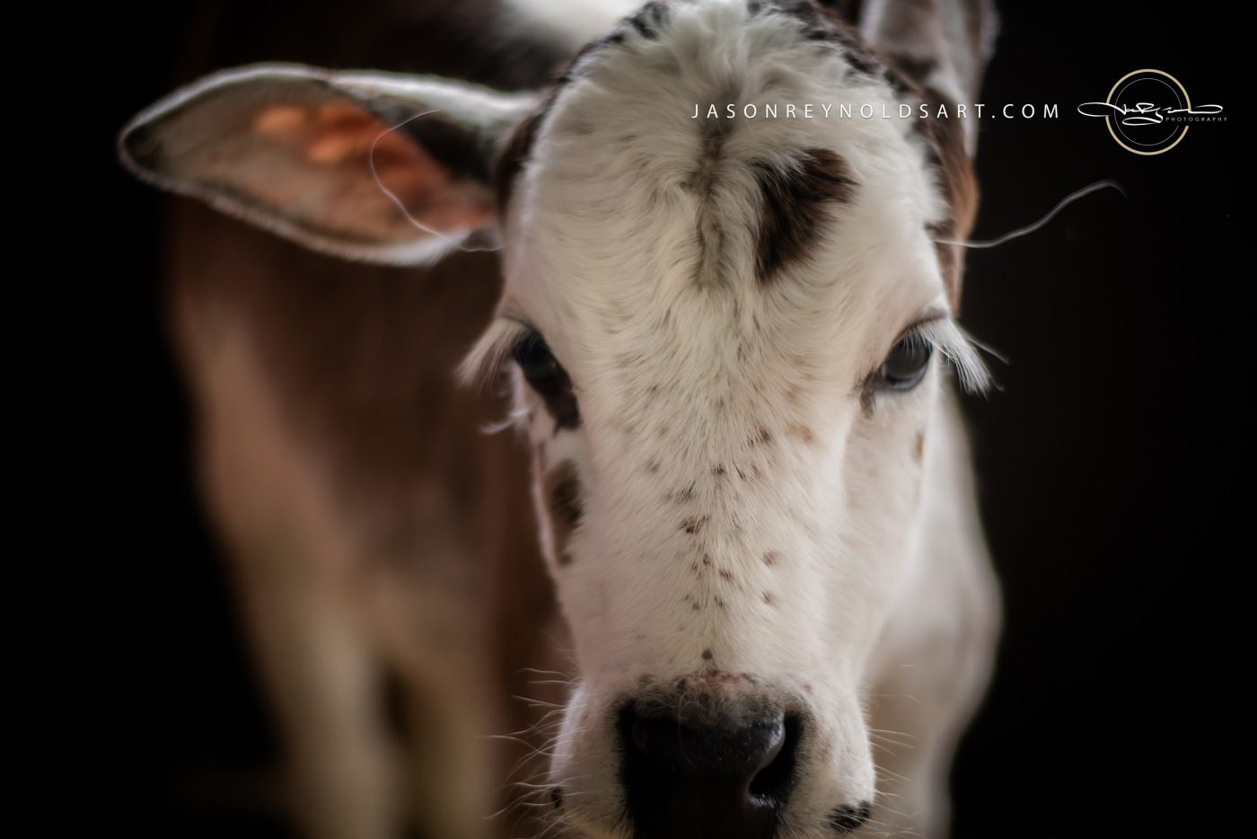 Calf Close-Up Portrait