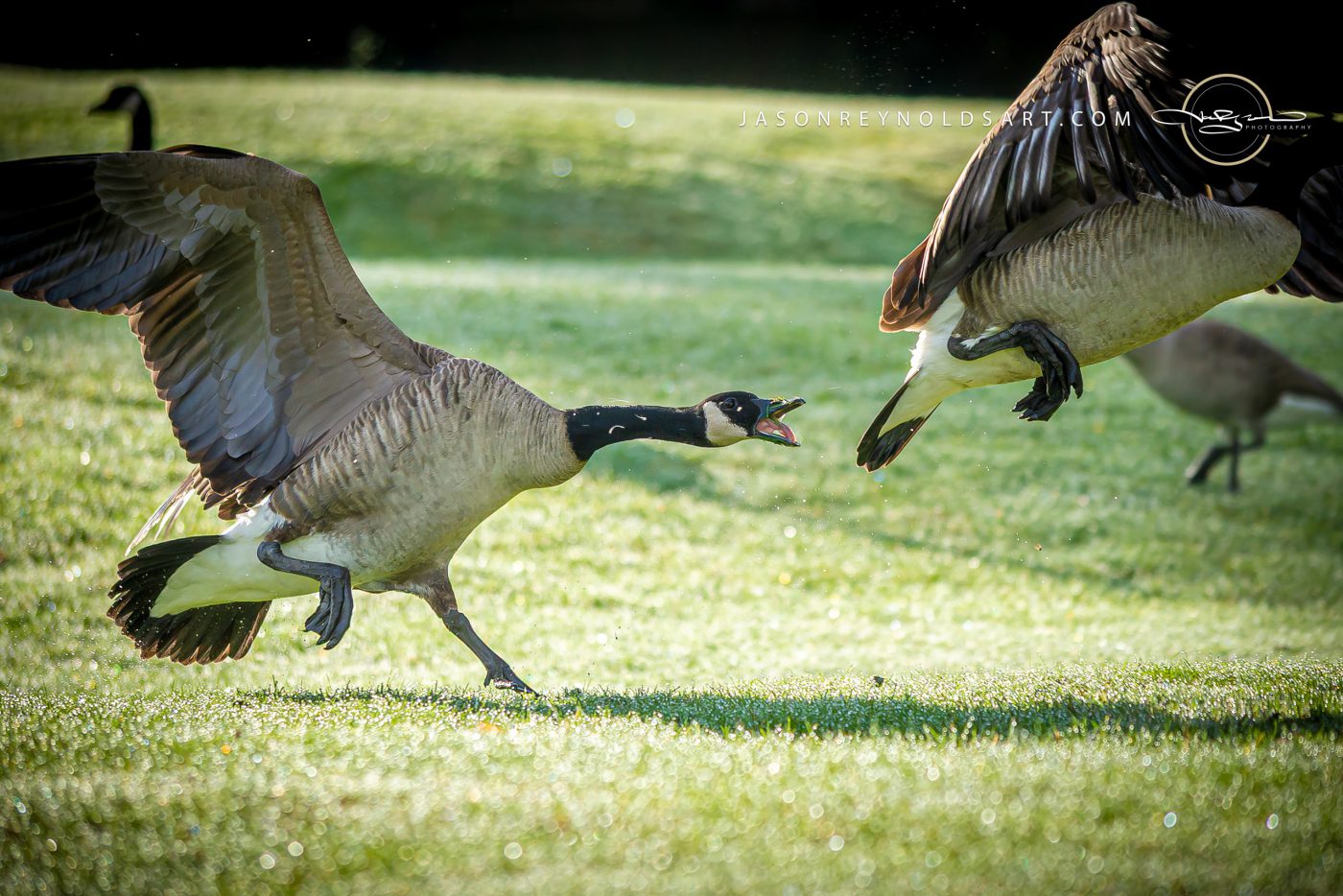 Canada Geese Clash on Dewy Lawn