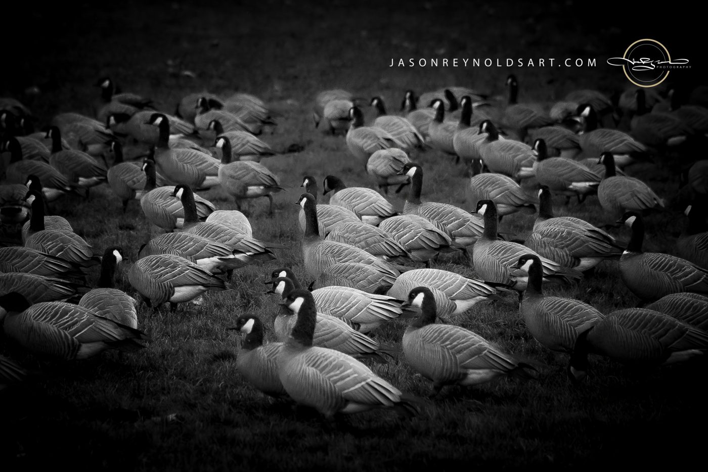 Canada Geese Flock on Grass (Black & White)