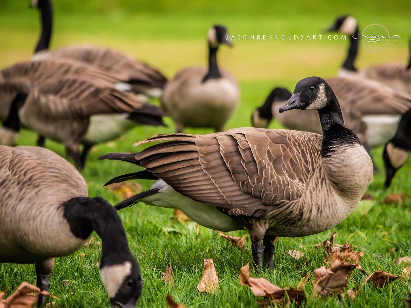 Canada Goose Among Grazing Flock