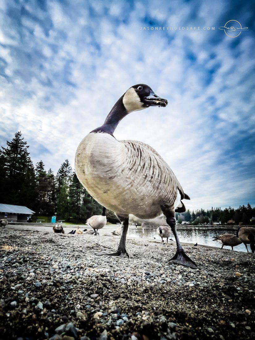 Canada Goose at Steel Lake — Federal Way
