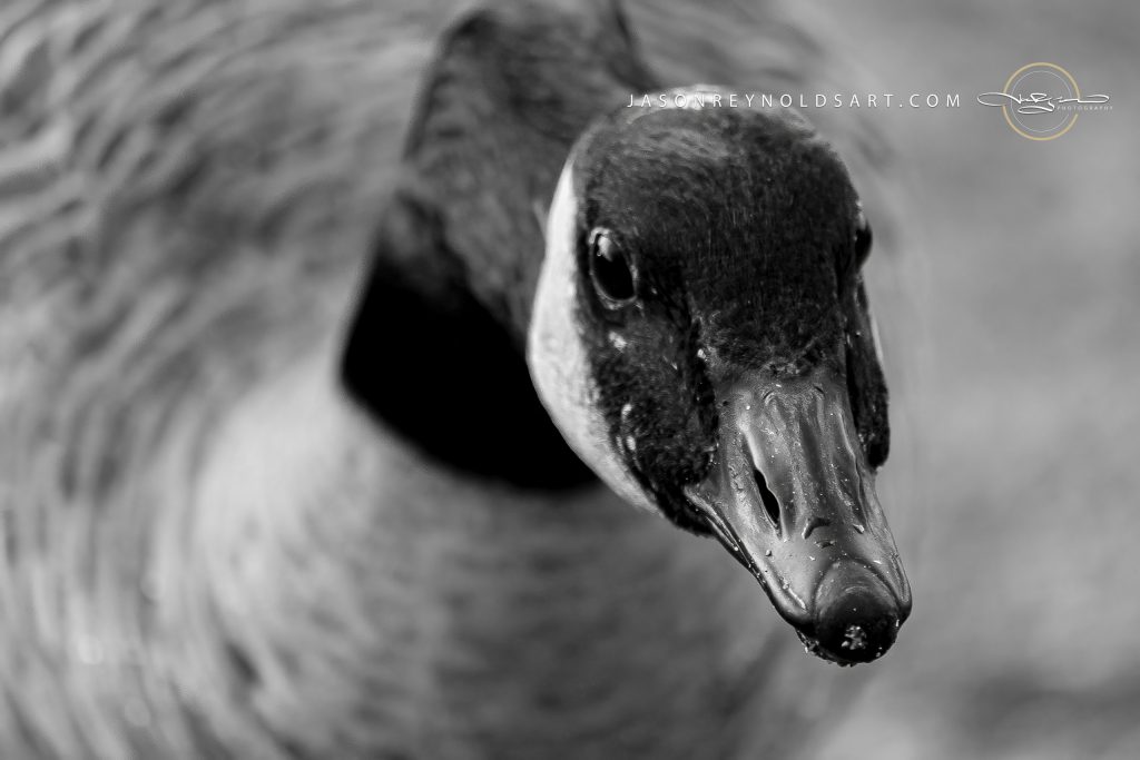 Canada Goose — Close Head Portrait