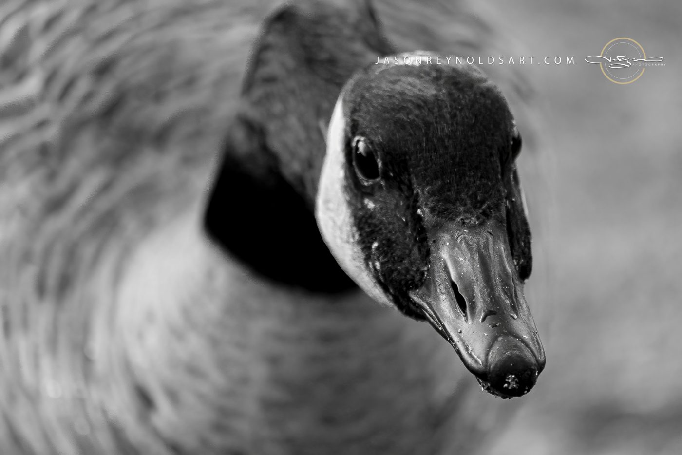Canada Goose — Close Head Portrait