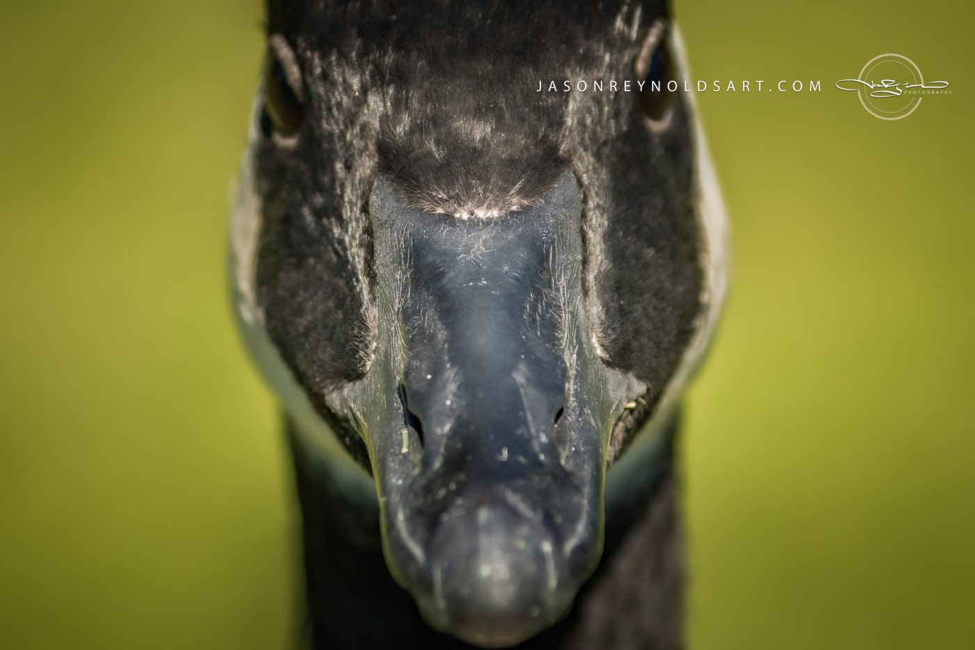 Canada Goose Close-Up Headshot
