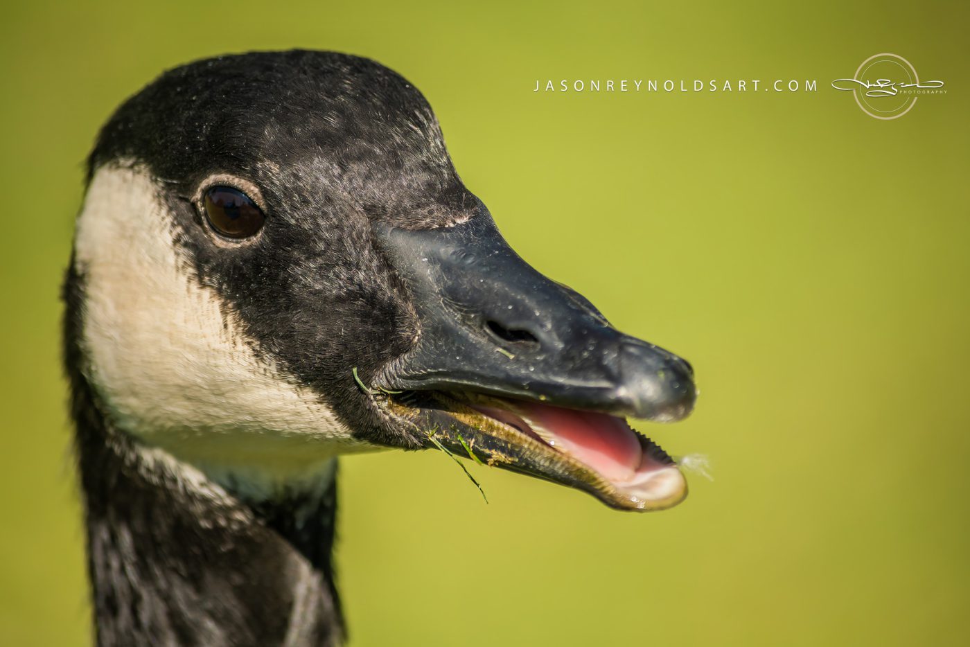Canada Goose Close-Up Portrait