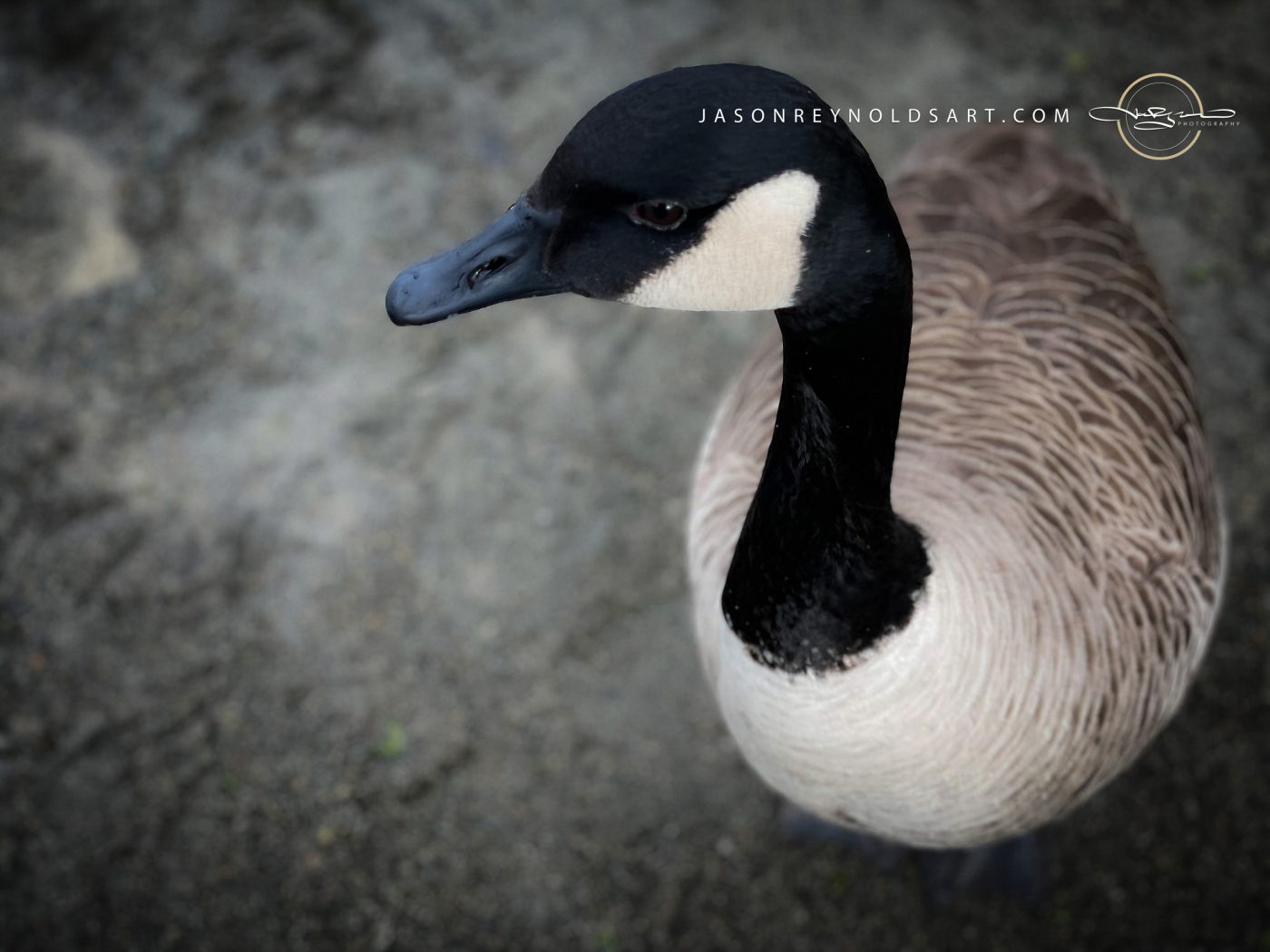 Canada Goose — Close-Up Portrait