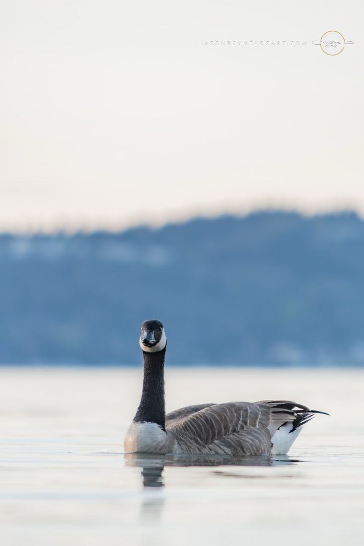 Canada Goose Facing Camera on Calm Lake