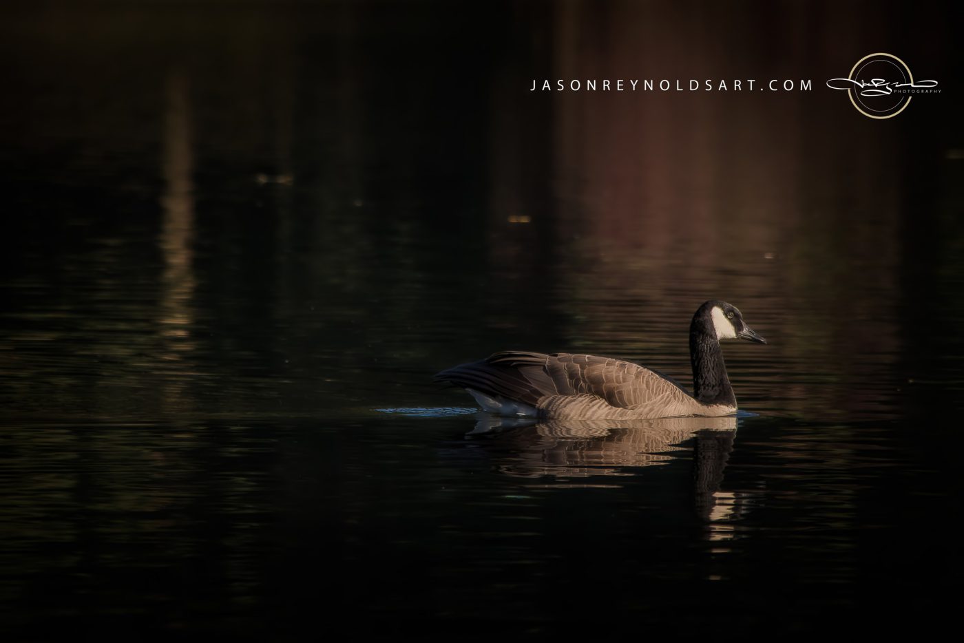Canada Goose Gliding on Reflective Water