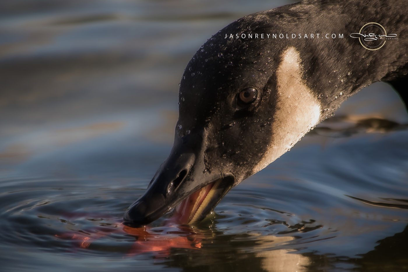 Canada Goose Head Close-Up Drinking