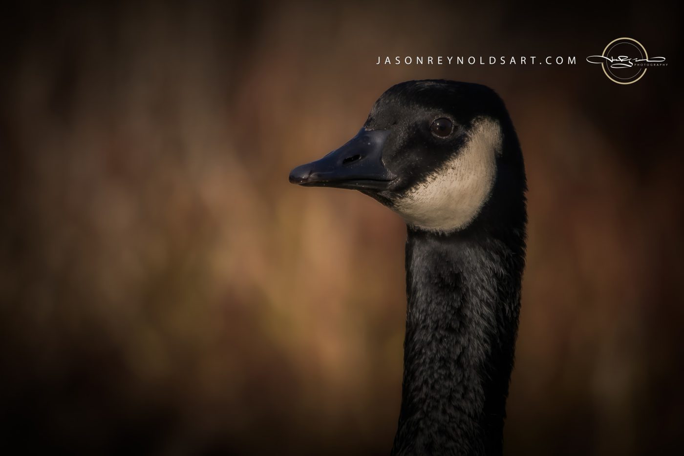 Canada Goose Head Portrait