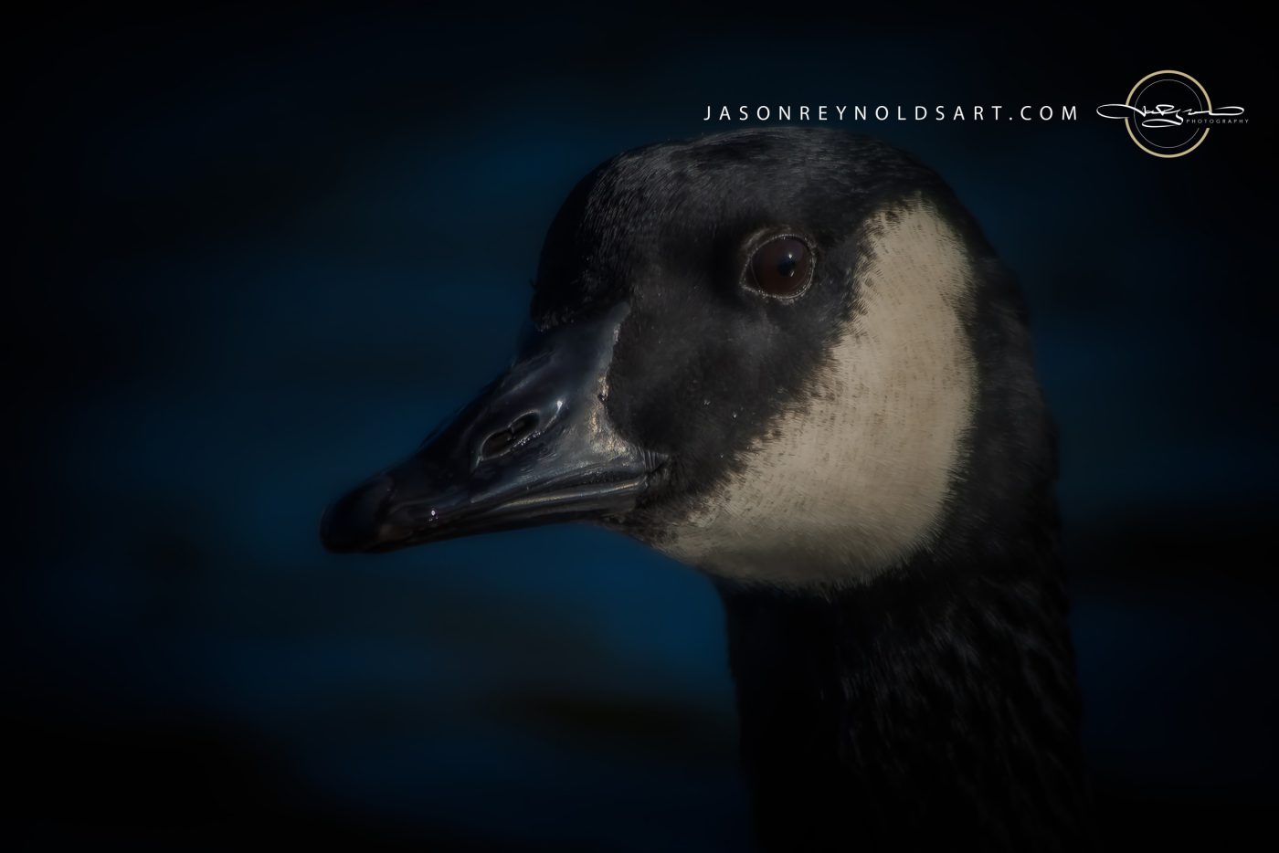 Canada Goose Head Study
