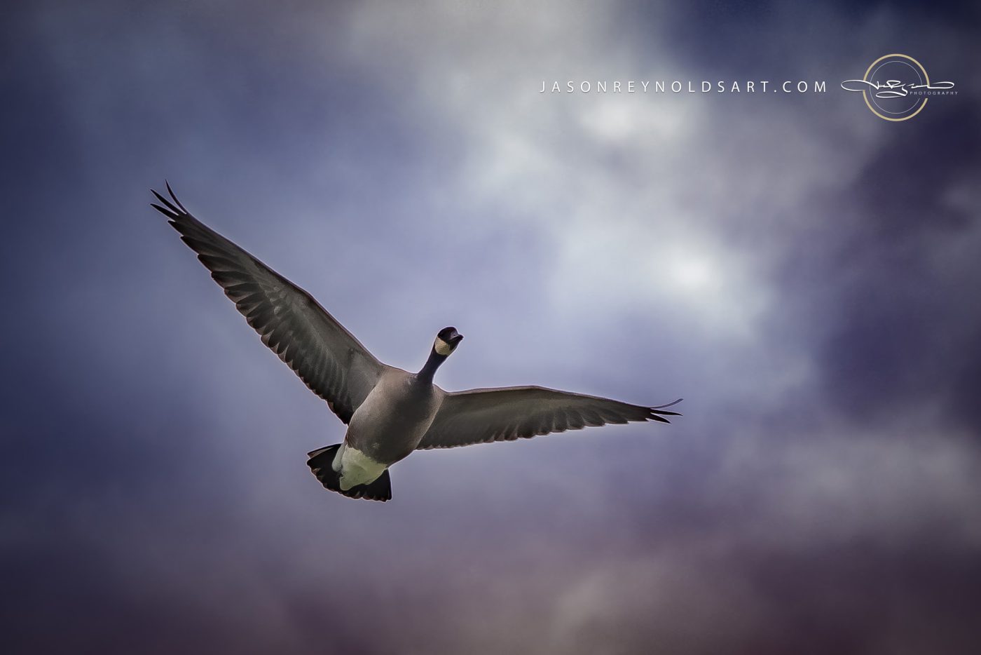 Canada Goose in Flight