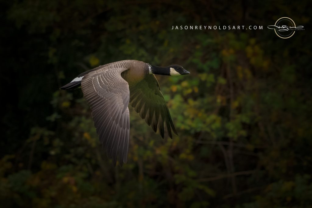 Canada Goose in Flight — Side Profile